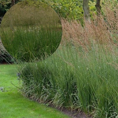 Molinia arundinacea 'Bergfreund' - Roog-sinihelmikas 'Bergfreund' P9/0,55L 